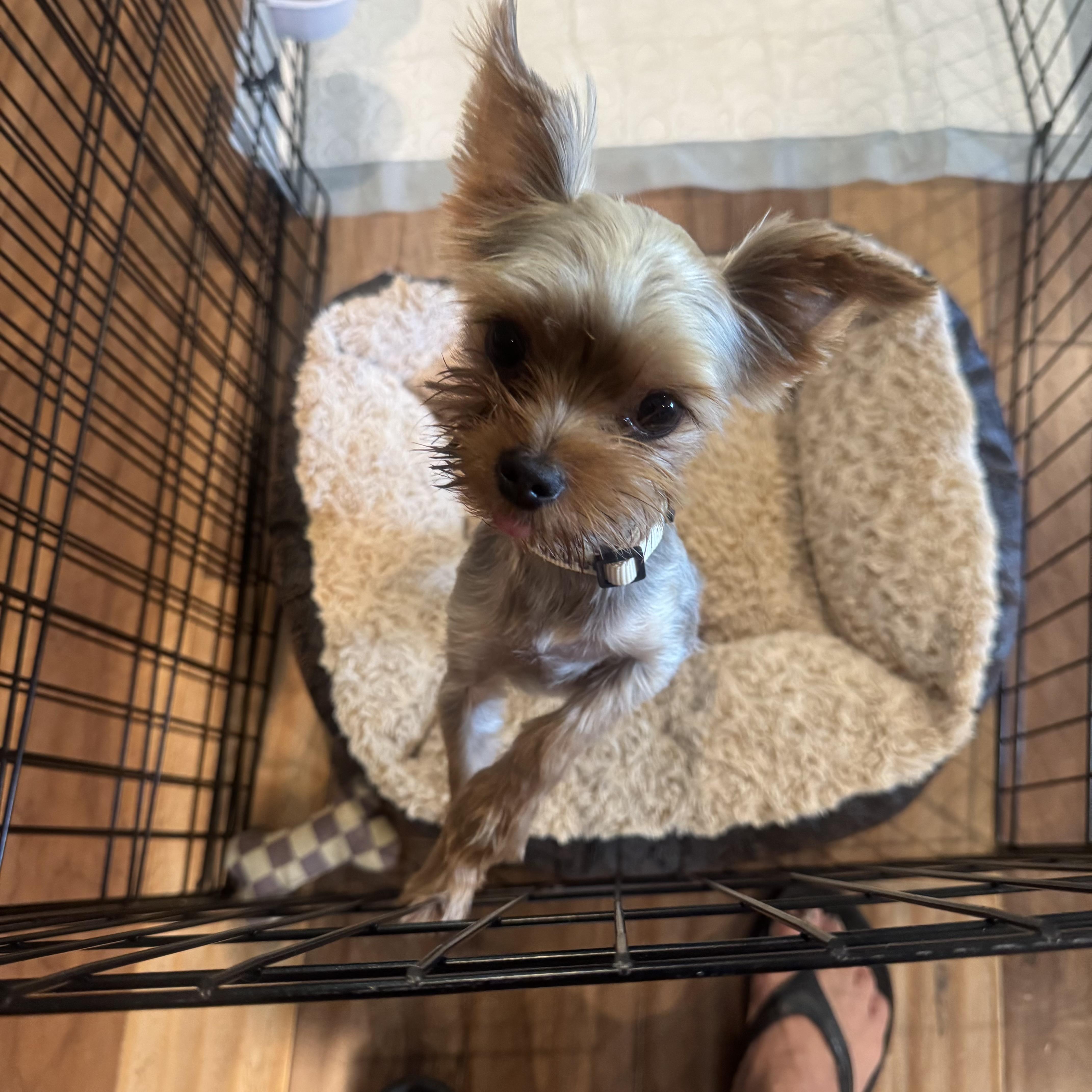 Miko, Adopted, Young Male Yorkshire Terrier.