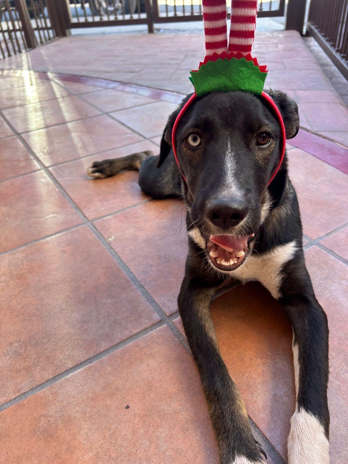 Max, an adoptable Mixed Breed in Nopolo, BCS, 23887 | Photo Image 2