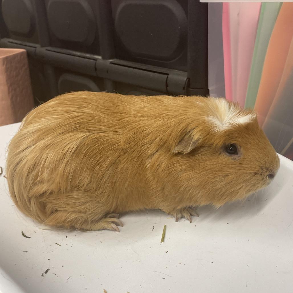 Cheddar, Adoptable, Young Male Guinea Pig.