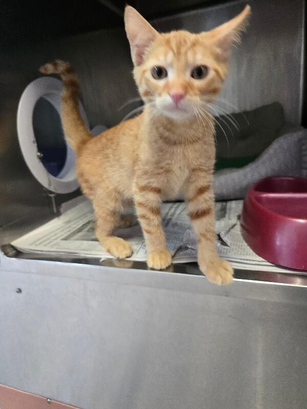 Gustavo, a Adoptable mixed breed in Cortland, NY image 1/4