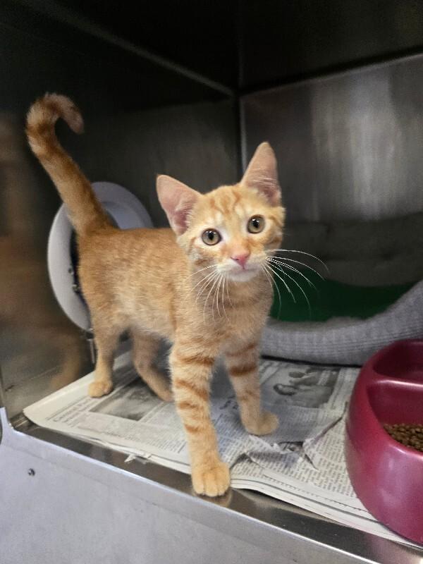 Gustavo, a Adoptable mixed breed in Cortland, NY image 2/4