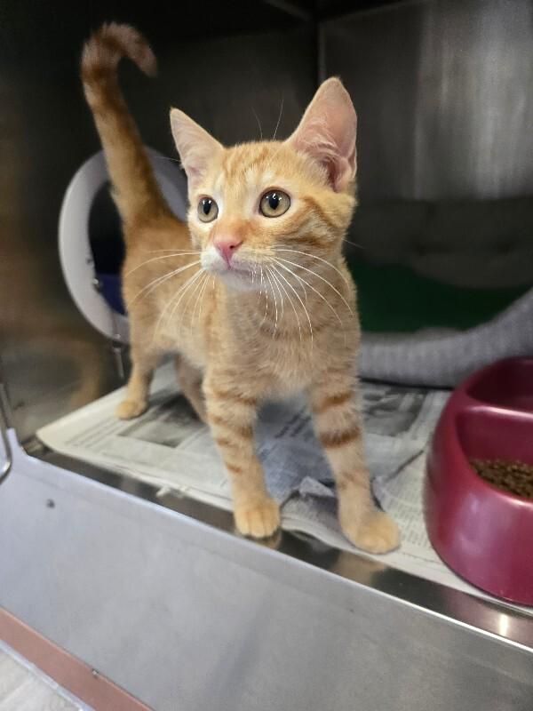 Gustavo, a Adoptable mixed breed in Cortland, NY image 3/4