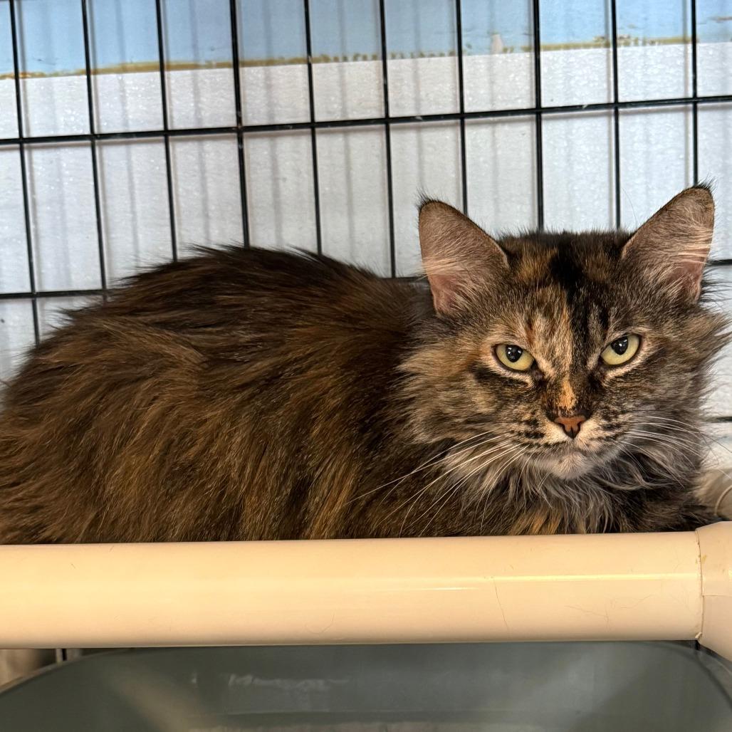Jasmine C26-014, Adoptable, Adult Female Domestic Short Hair.