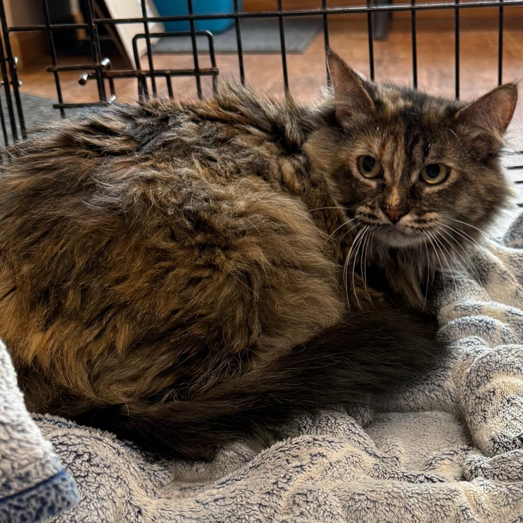 Enlarge Jasmine C26-014, a Adoptable Domestic Short Hair in Elbow Lake, MN image 2/2