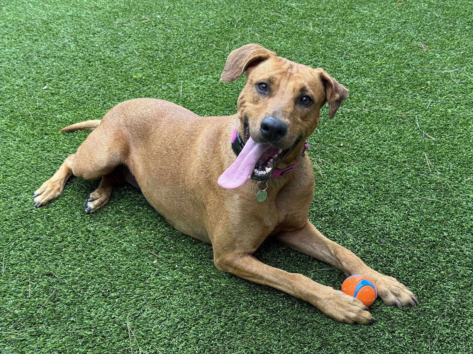 Amber, a Adoptable mixed breed in Orange, CA image 1/3