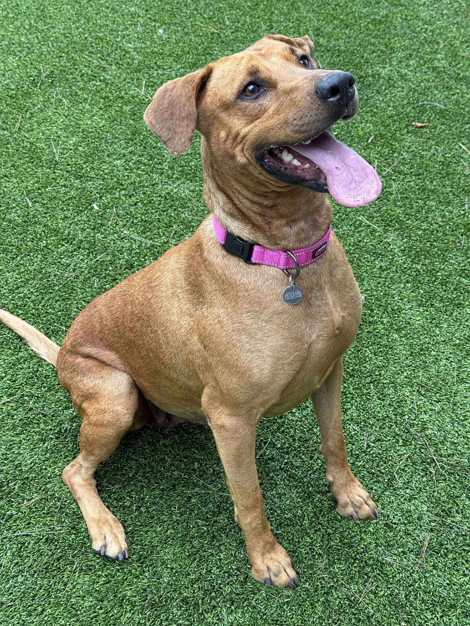 Enlarge Amber, a Adopted mixed breed in Orange, CA image 2/3