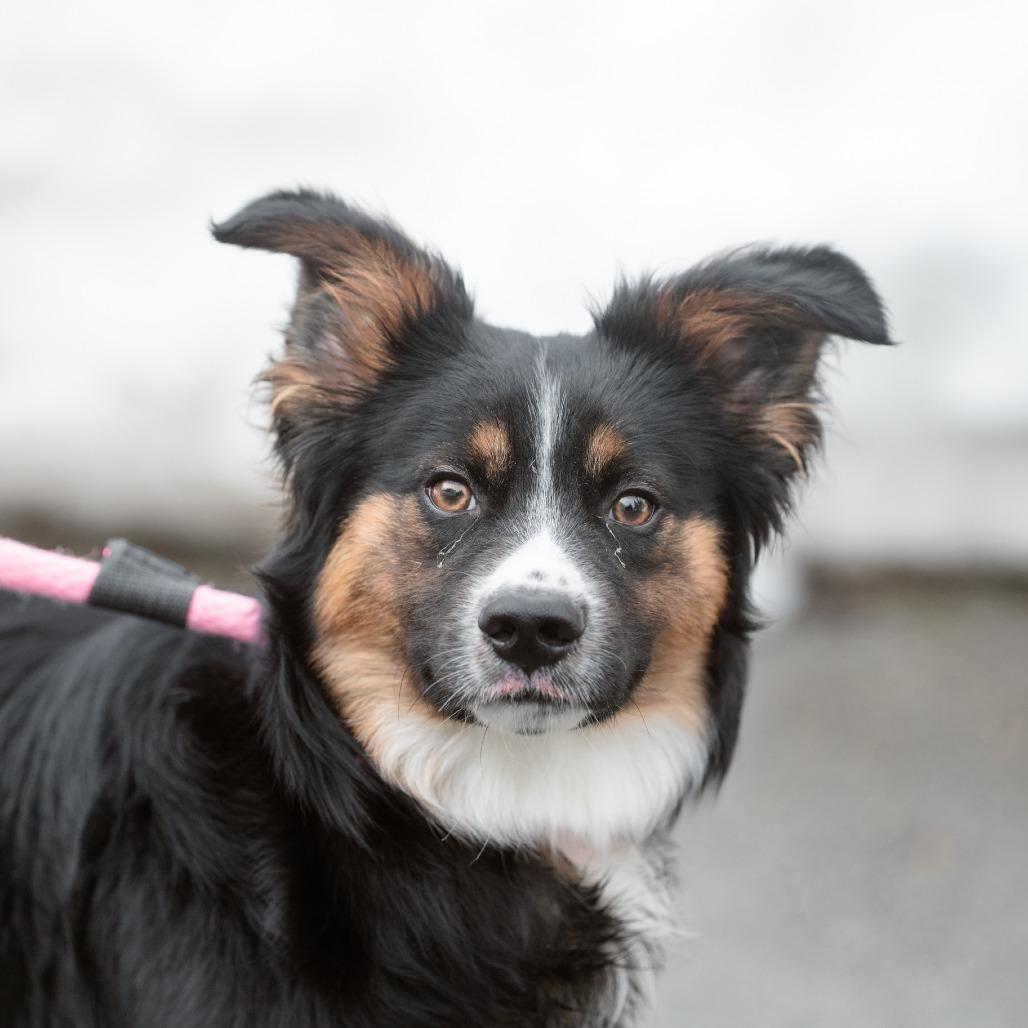 King Karrington, Adoptable, Young Male Australian Shepherd.
