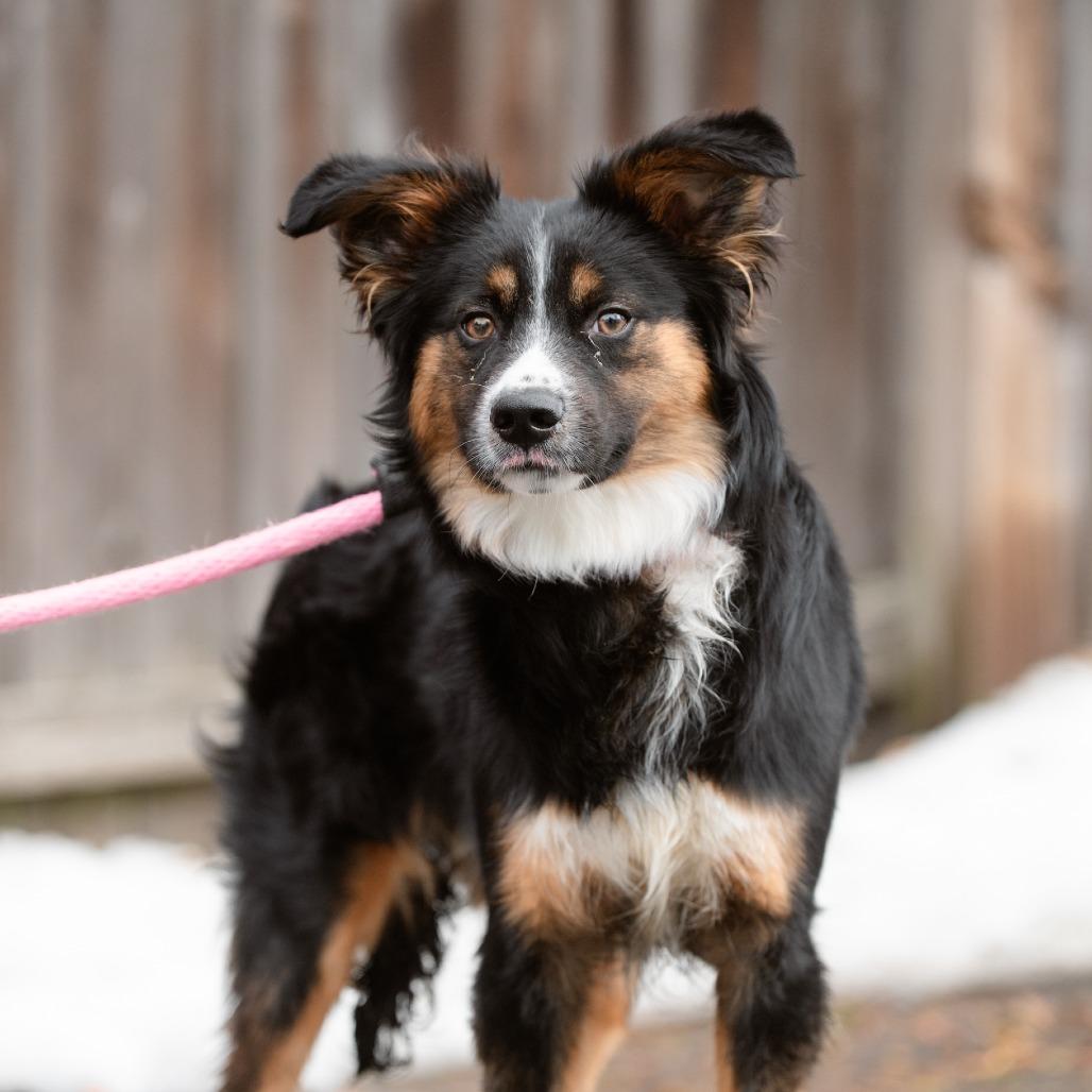 Enlarge King Karrington, an adopted Australian Shepherd in Chester Springs, PA image 2/6