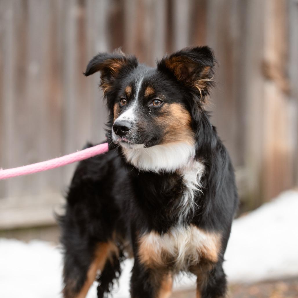 Enlarge King Karrington, an adopted Australian Shepherd in Chester Springs, PA image 3/6