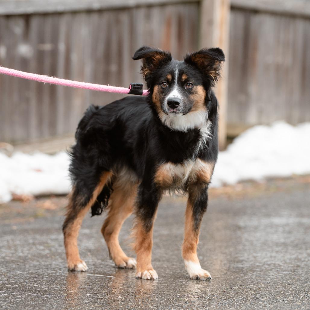 Enlarge King Karrington, an adopted Australian Shepherd in Chester Springs, PA image 6/6