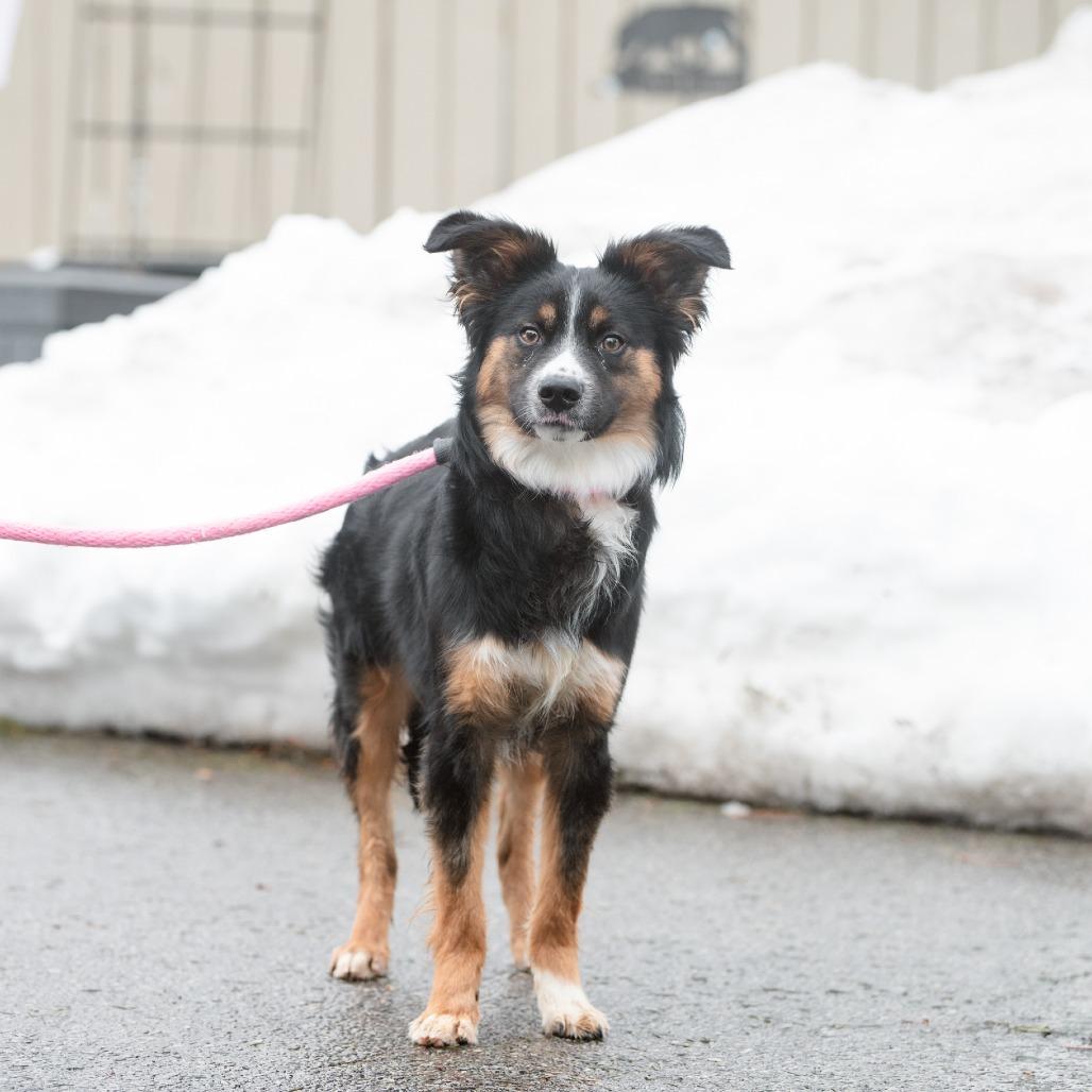 Enlarge King Karrington, an adopted Australian Shepherd in Chester Springs, PA image 5/6