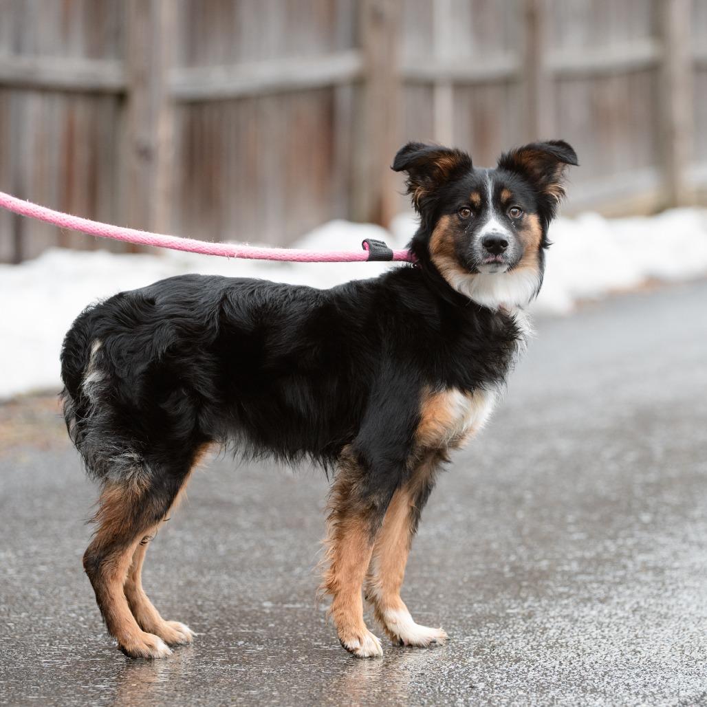 Enlarge King Karrington, an adopted Australian Shepherd in Chester Springs, PA image 4/6