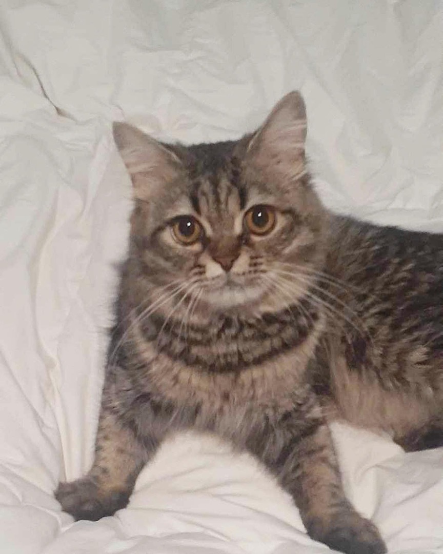 Ted, Adopted, Young Male Tabby & Persian.