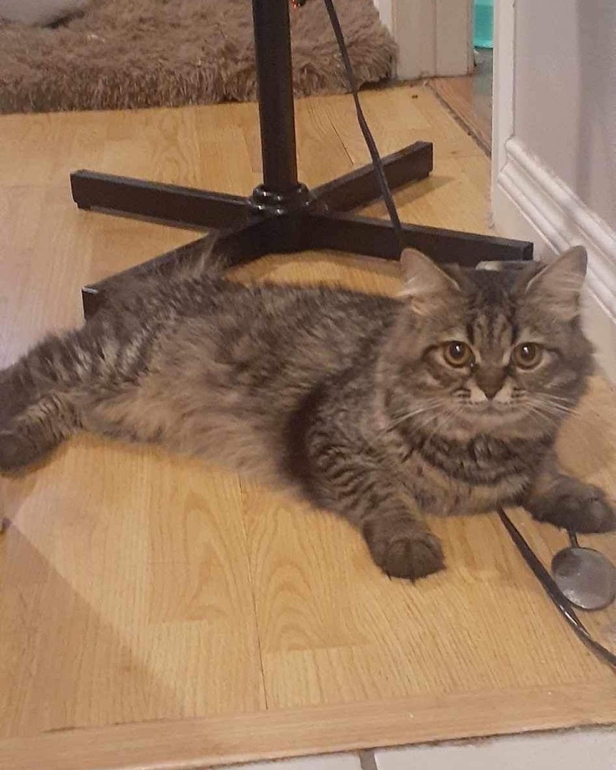 Ted, a Adopted mixed breed in Newmarket, ON image 2/10