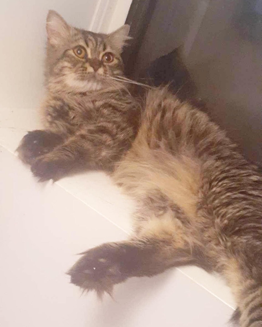 Ted, a Adopted mixed breed in Newmarket, ON image 3/10