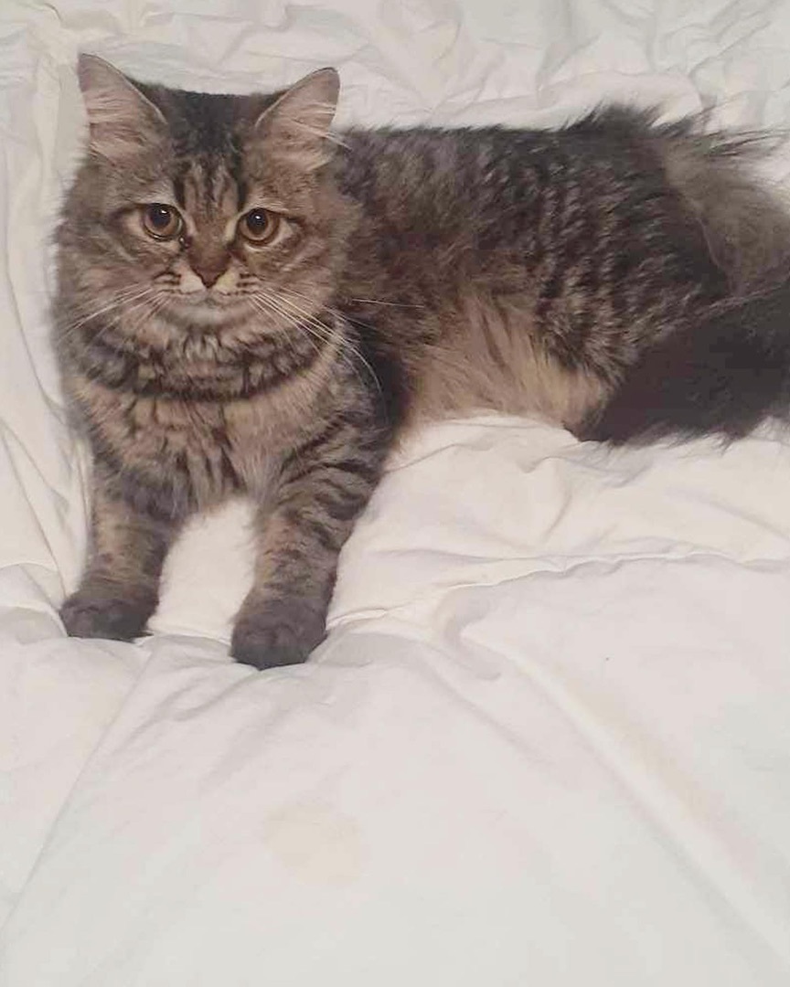 Ted, a Adopted mixed breed in Newmarket, ON image 4/10