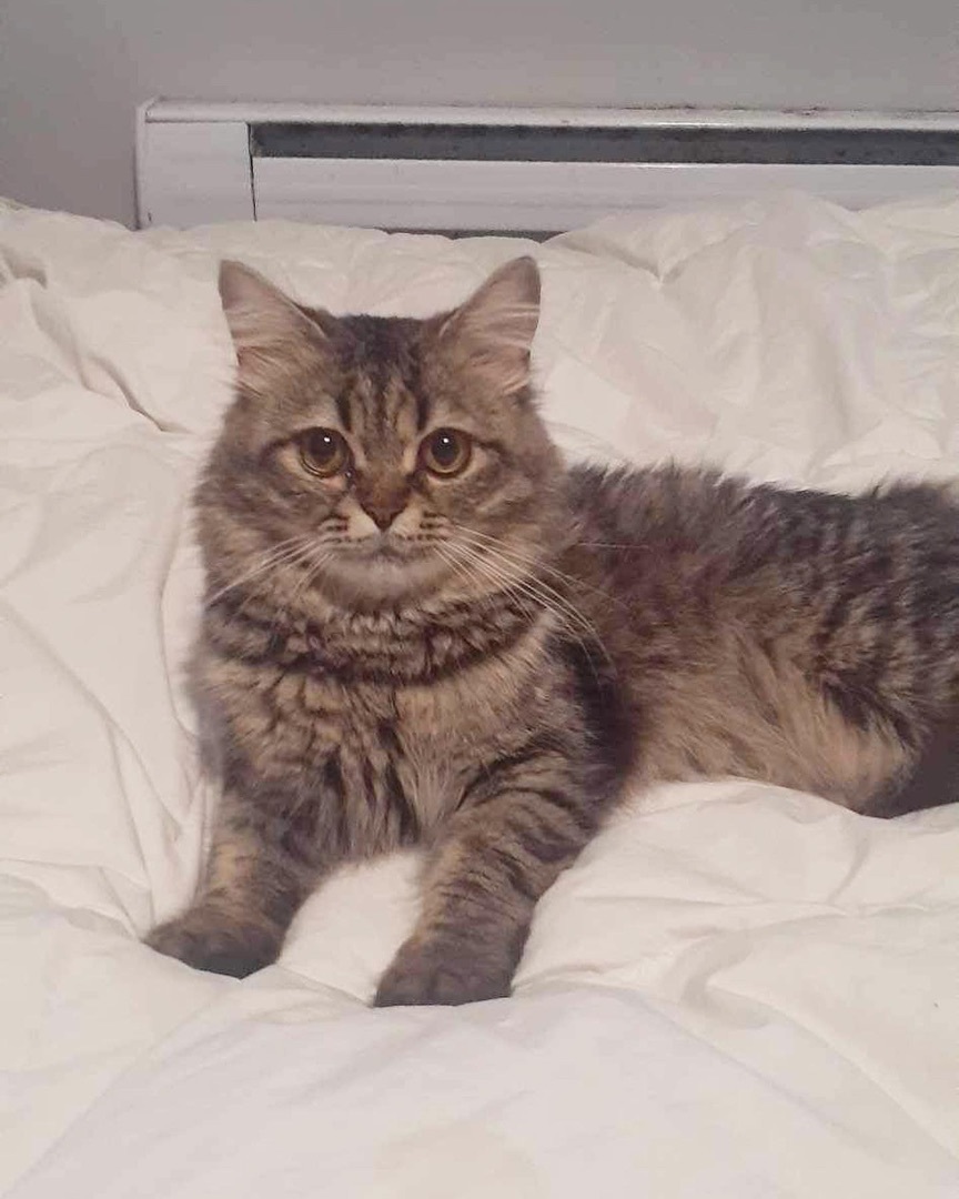 Ted, a Adopted mixed breed in Newmarket, ON image 5/10