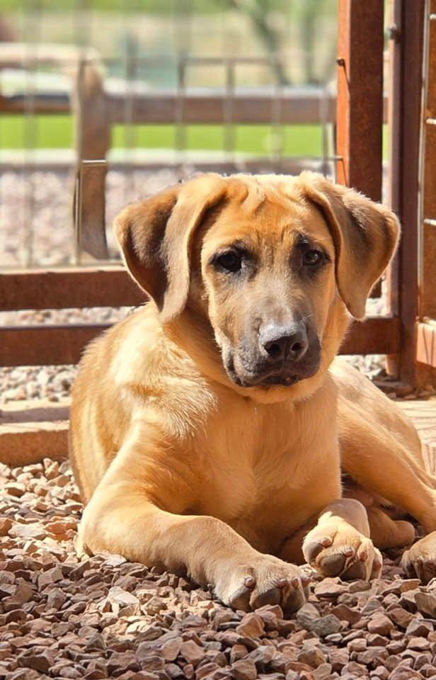 Enlarge Yuma, a Adoptable mixed breed in Phoenix, AZ image 1/3