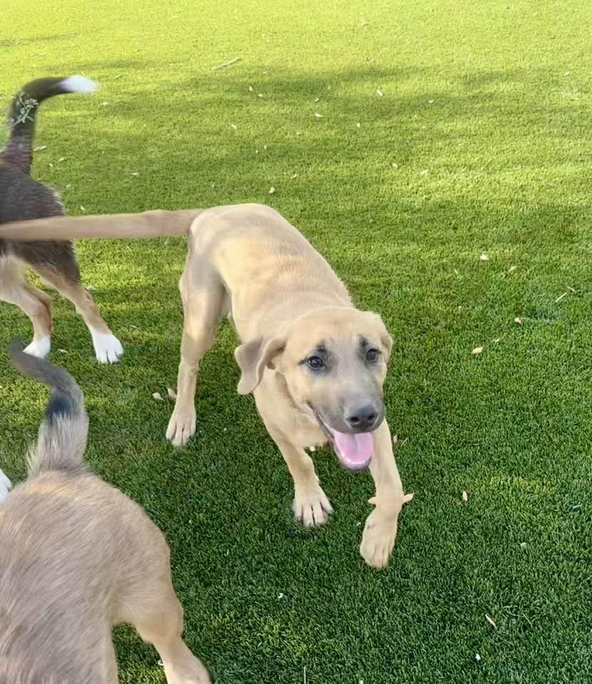 Enlarge Yuma, a Adoptable mixed breed in Phoenix, AZ image 2/3