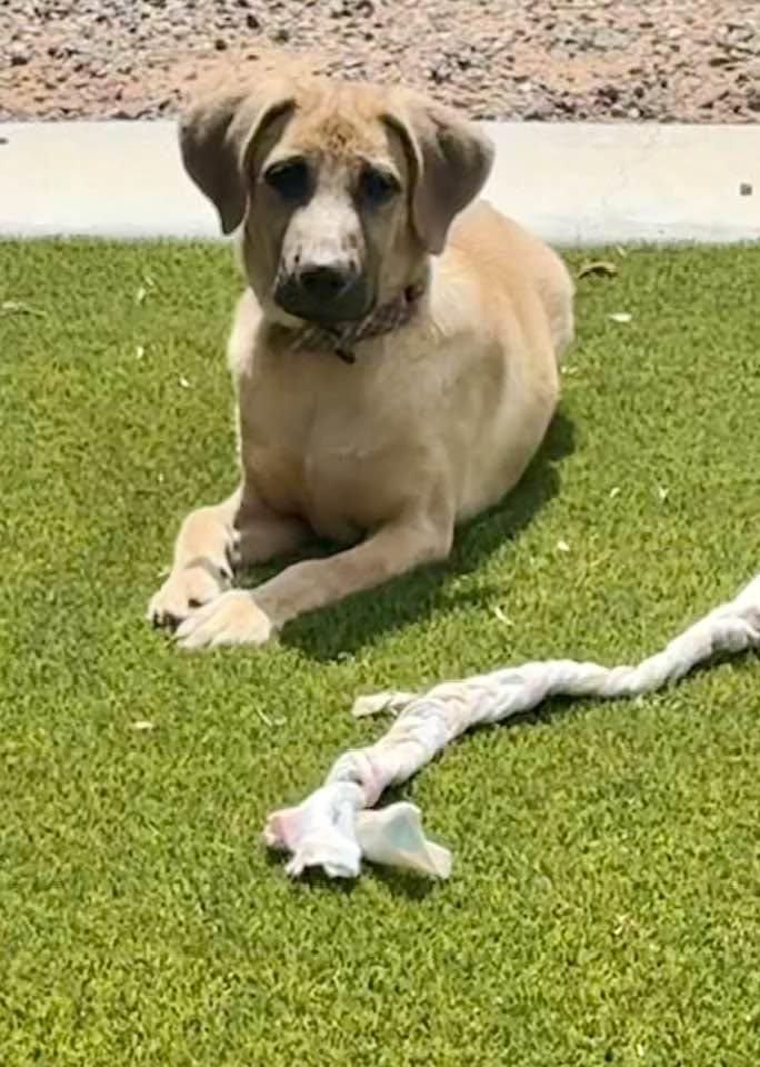Enlarge Yuma, a Adoptable mixed breed in Phoenix, AZ image 3/3