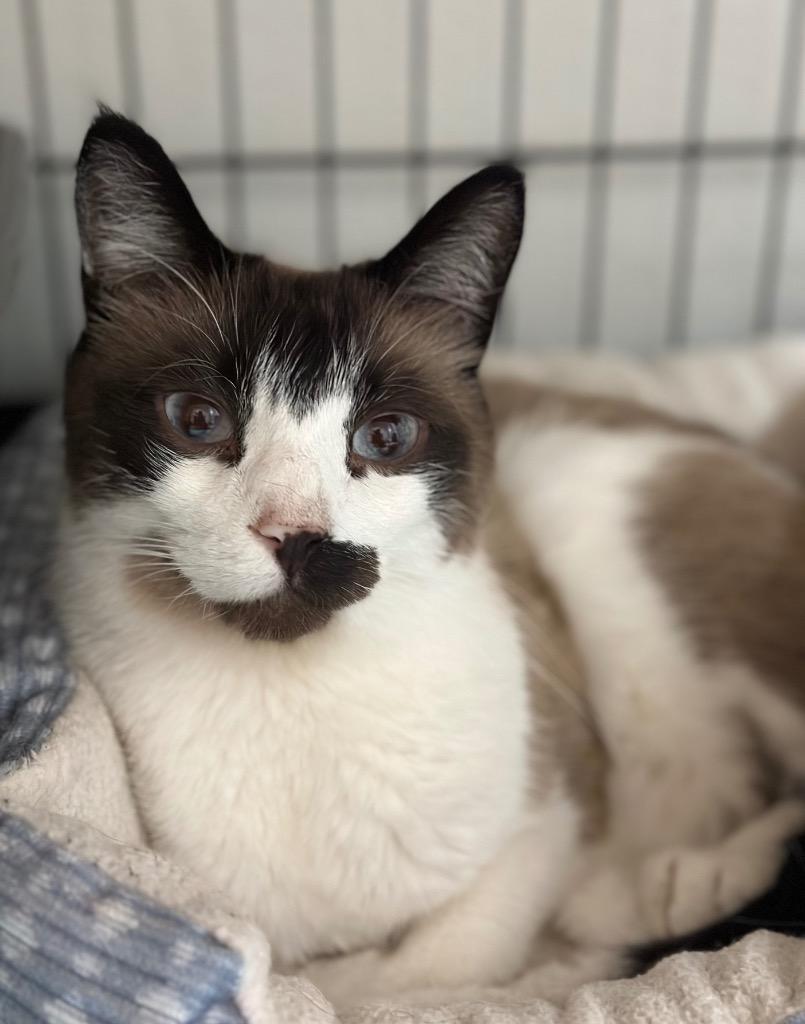 10/18/25 - Silas, Adoptable, Adult Male Domestic Short Hair.