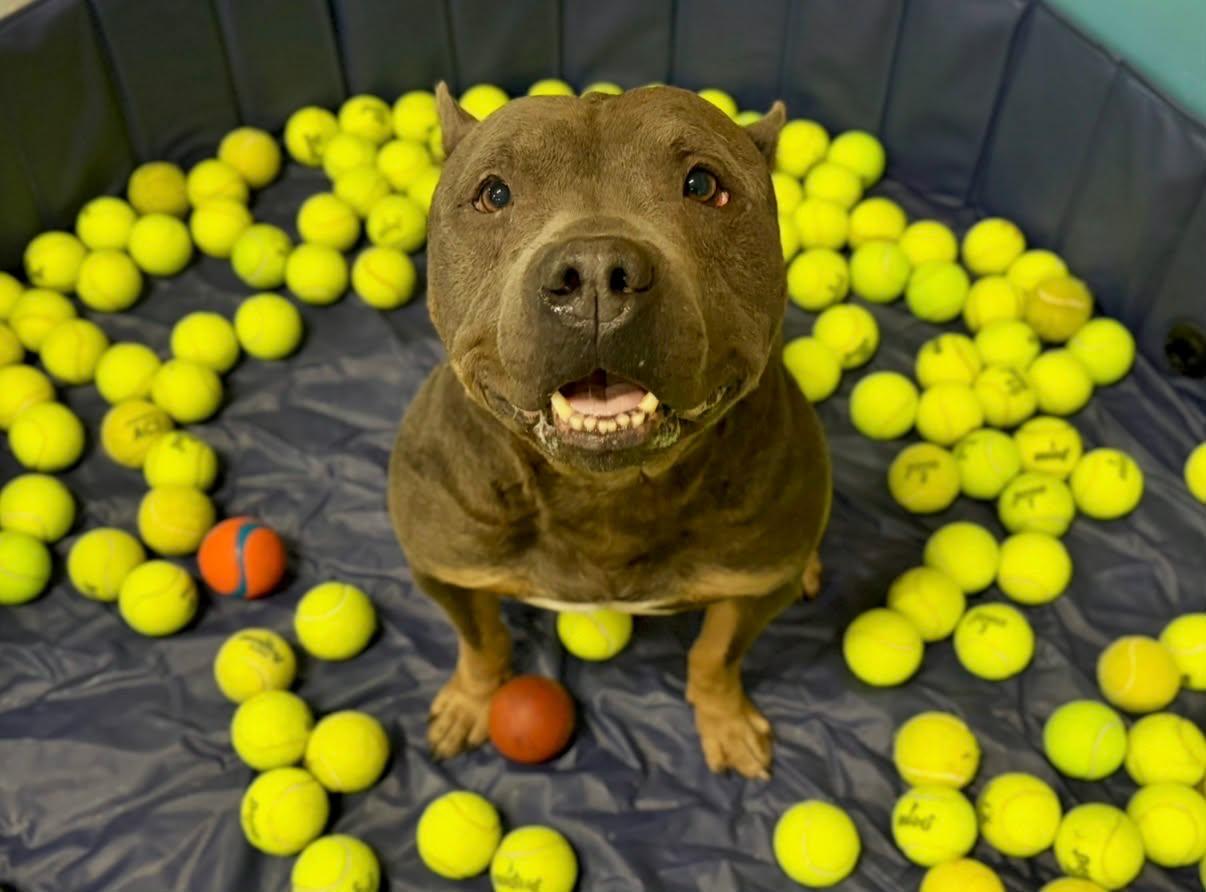 Blue, a Adoptable Pit Bull Terrier in Sanford, FL image 1/3