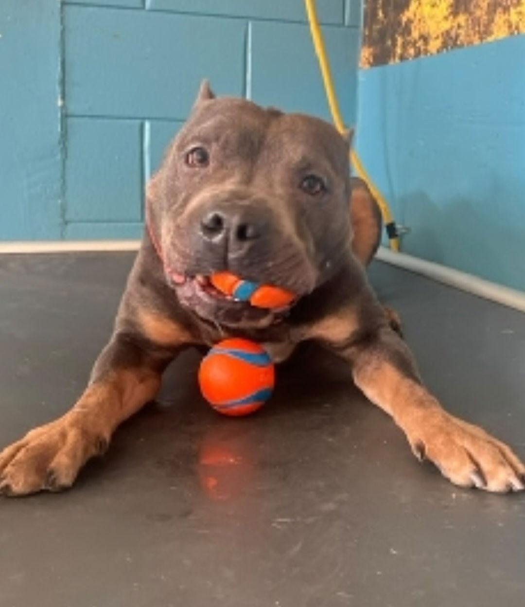 Enlarge Blue, a Adoptable Pit Bull Terrier in Sanford, FL image 2/3