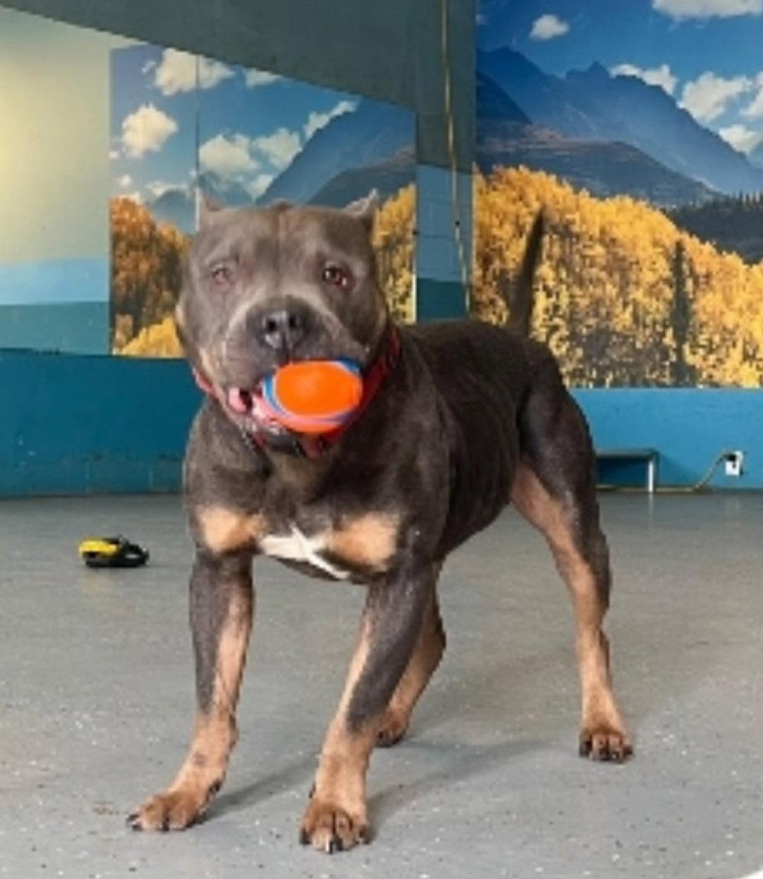 Blue, a Adoptable Pit Bull Terrier in Sanford, FL image 2/3