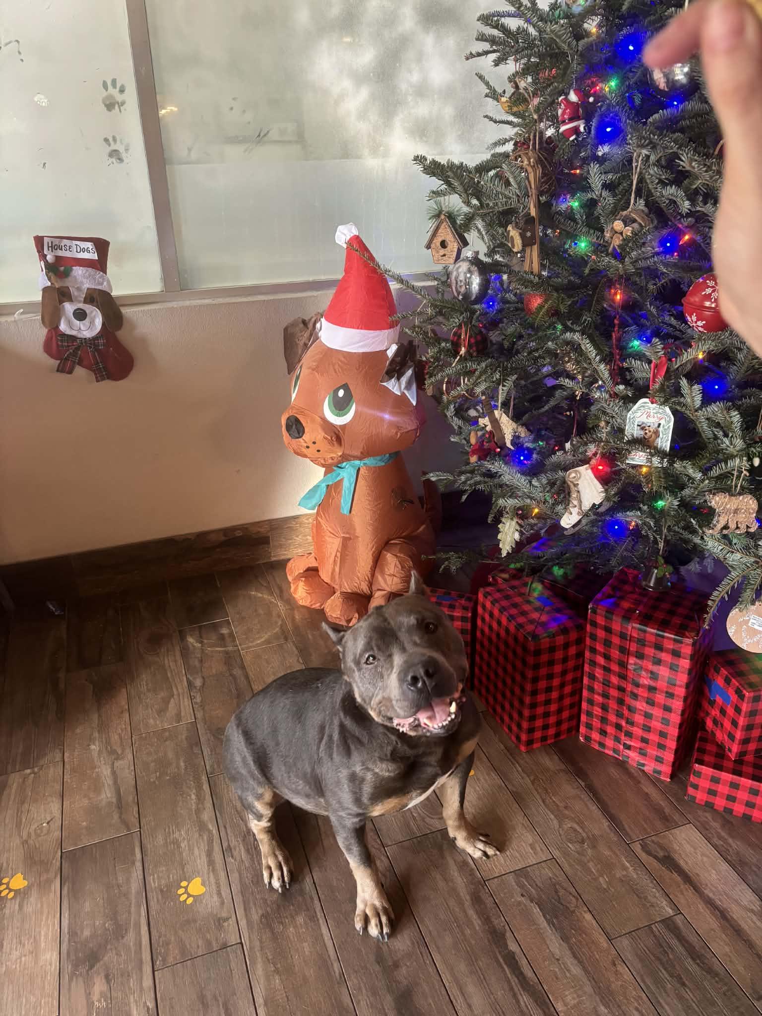 Enlarge Blue, a Adoptable Pit Bull Terrier in Sanford, FL image 2/3