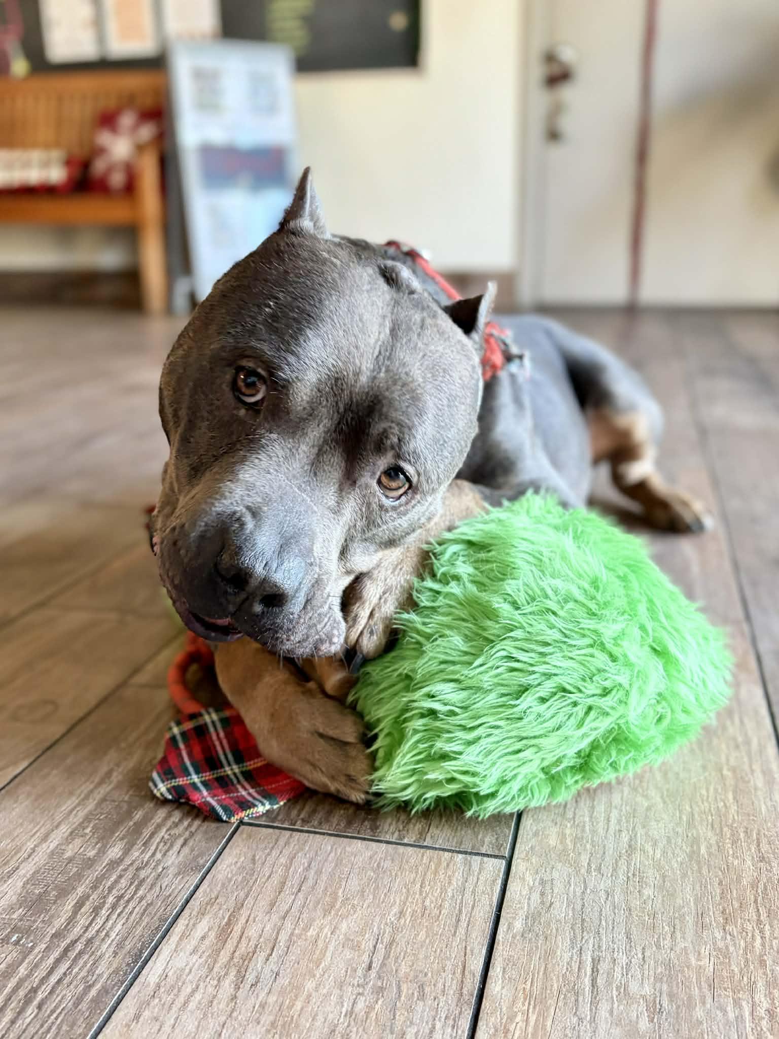 Blue, a Adoptable Pit Bull Terrier in Sanford, FL image 3/3
