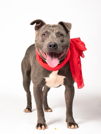Leshen, a Adoptable mixed breed in Atlanta, GA image 1/3