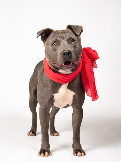 Enlarge Leshen, a Adoptable mixed breed in Atlanta, GA image 1/3