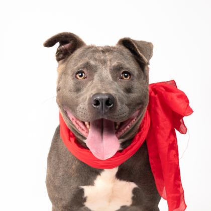 Leshen, Adoptable, Adult Male Pit Bull Terrier & Mixed Breed.