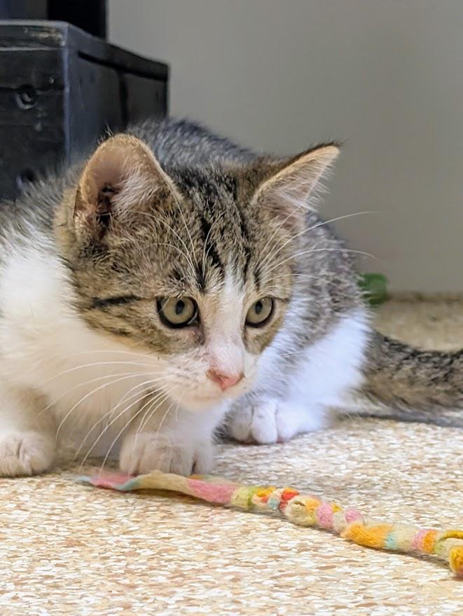 Enlarge Derek, a ADOPTABLE Domestic Short Hair in Waupun, WI image 3/4