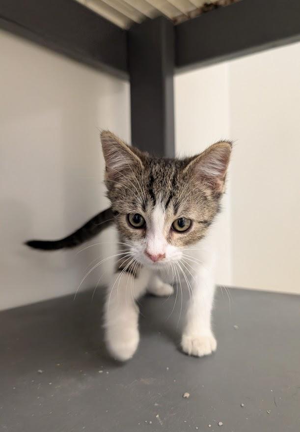 Enlarge Derek, a ADOPTABLE Domestic Short Hair in Waupun, WI image 1/4