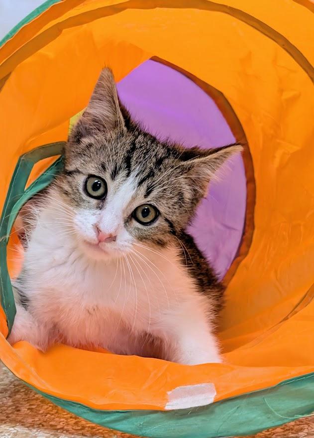 Enlarge Derek, a ADOPTABLE Domestic Short Hair in Waupun, WI image 2/4