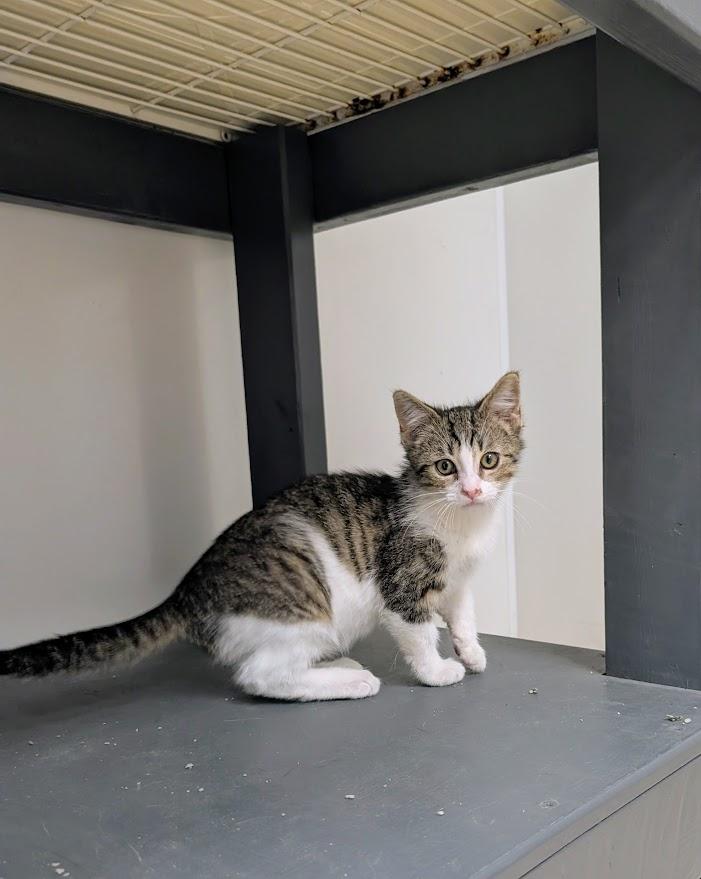 Enlarge Derek, a ADOPTABLE Domestic Short Hair in Waupun, WI image 4/4