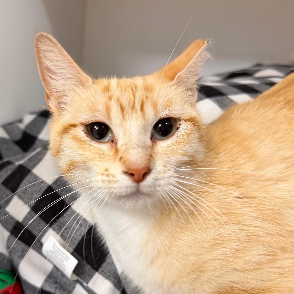 Cheerio, Adoptable, Young Female Domestic Short Hair.