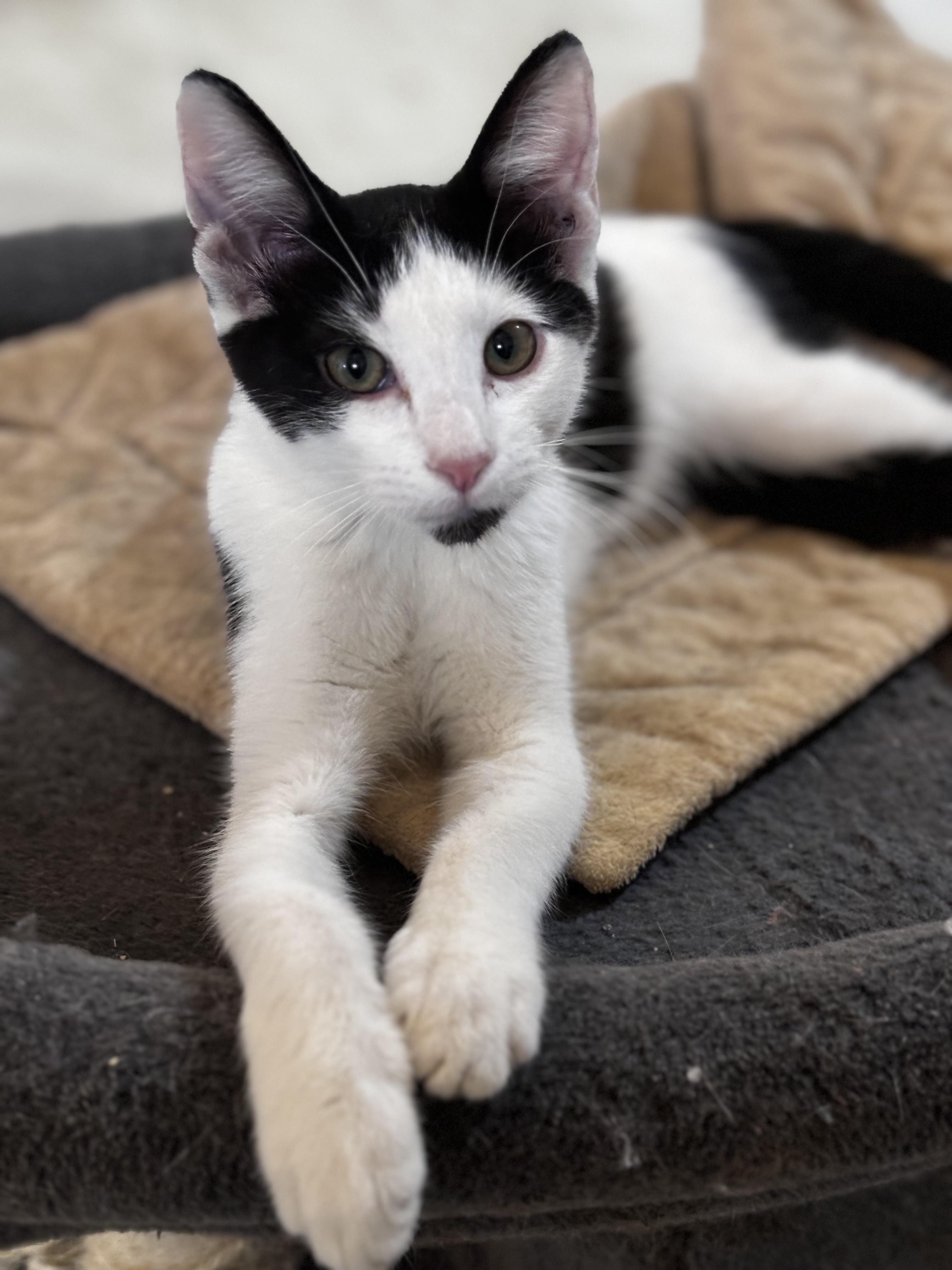 Sam, Adoptable, Young Male Domestic Short Hair.