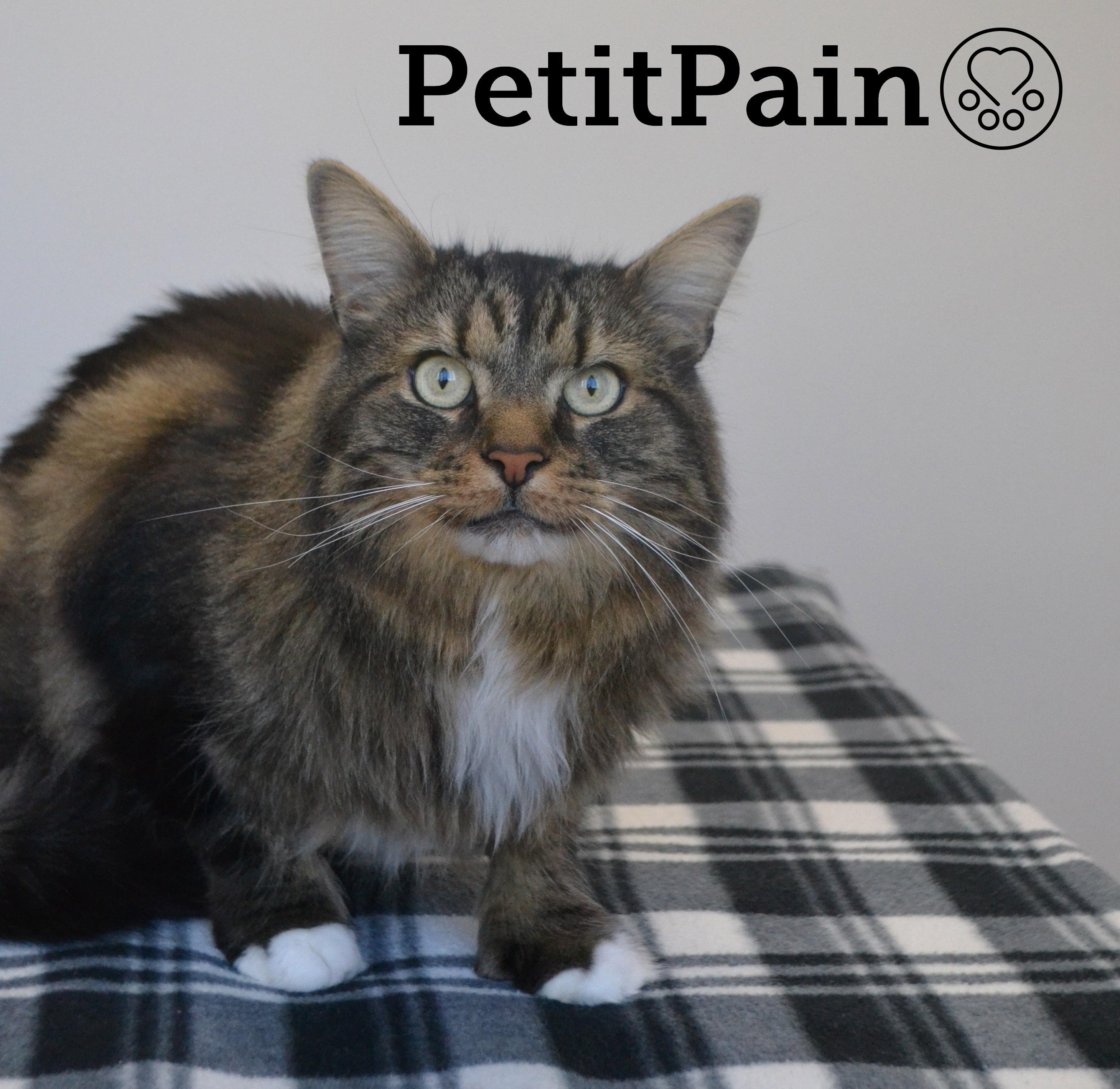 PetitPain, an adopted mixed breed in Anjou, QC image 1/3