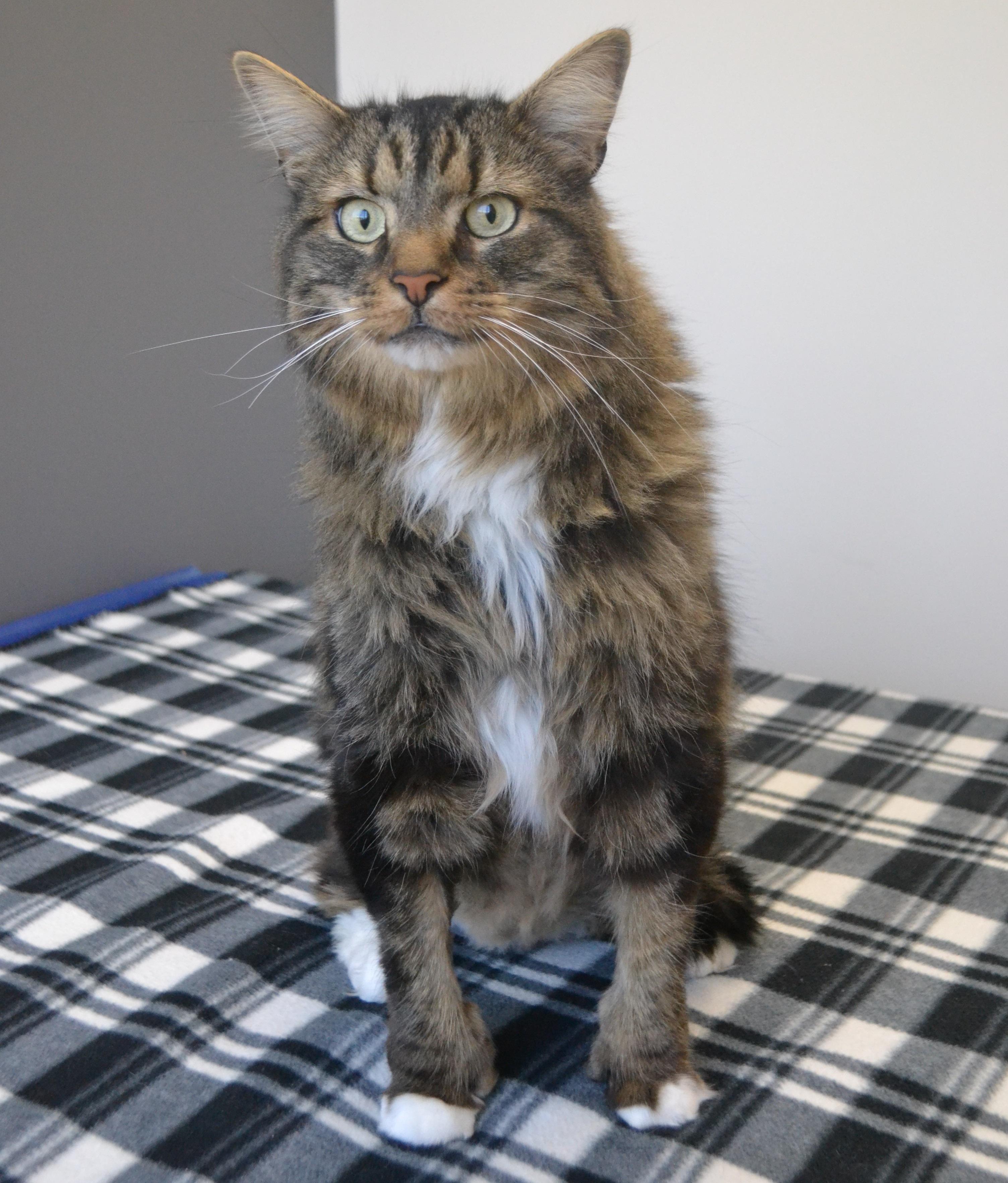 PetitPain, an adopted mixed breed in Anjou, QC image 2/3