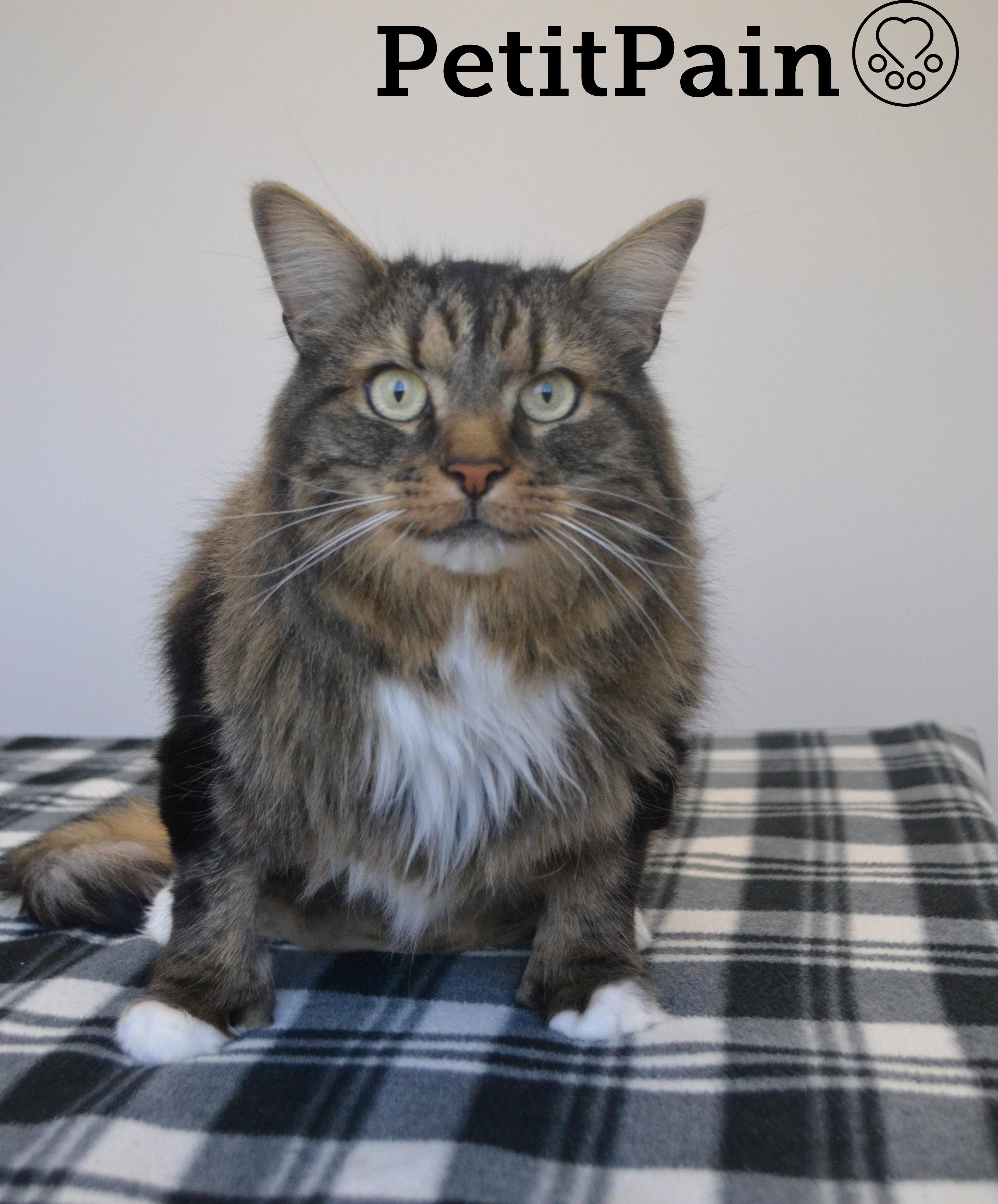 PetitPain, an adopted mixed breed in Anjou, QC image 3/3