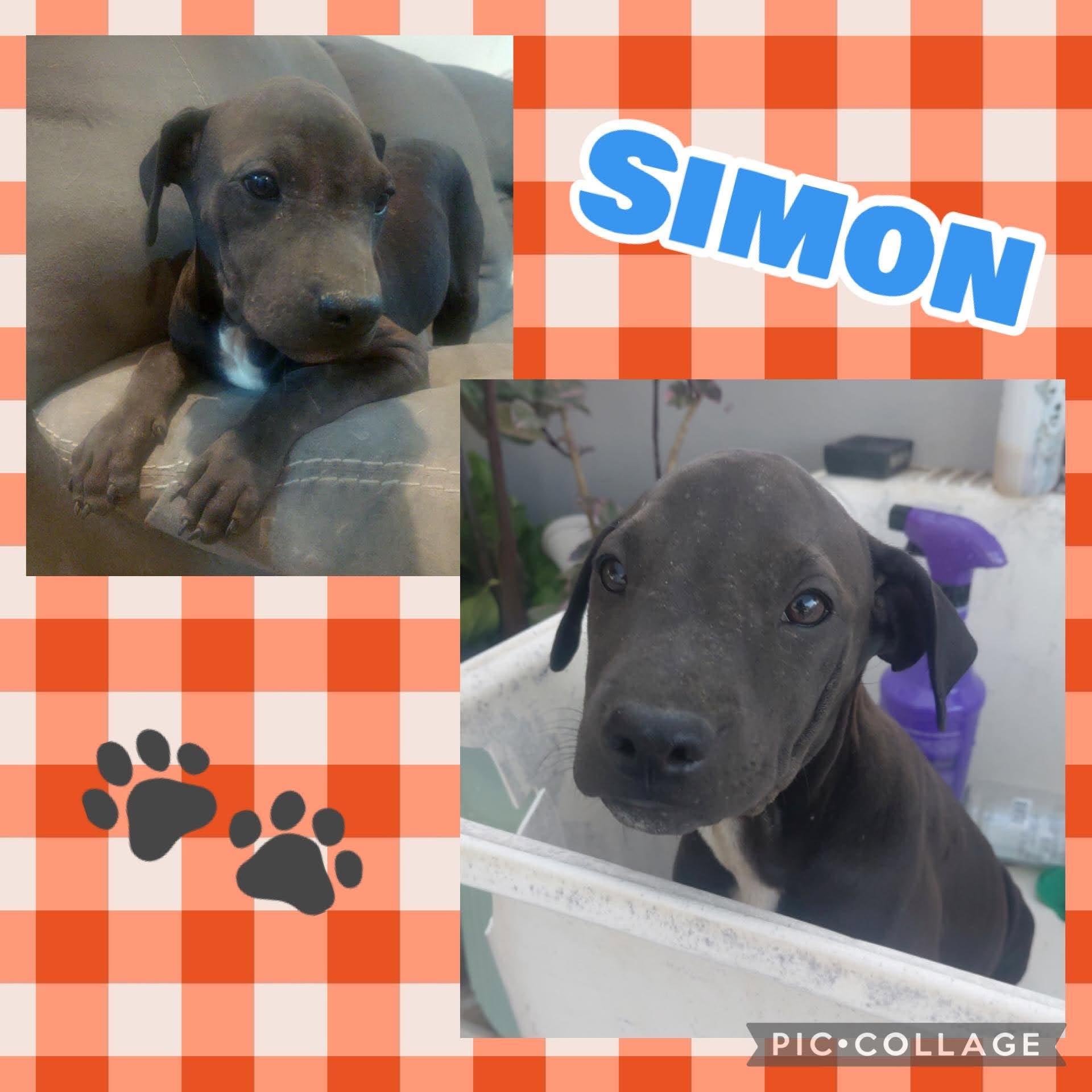 Simon, Adoptable, Puppy Male Labrador Retriever.