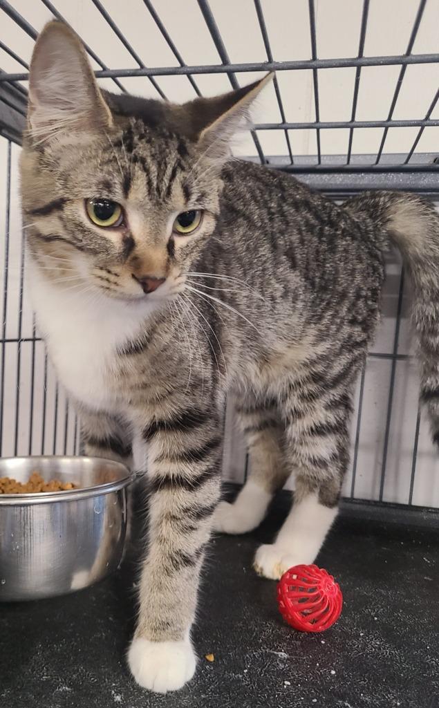 Dawn, a Adoptable mixed breed in Portland, IN image 1/4