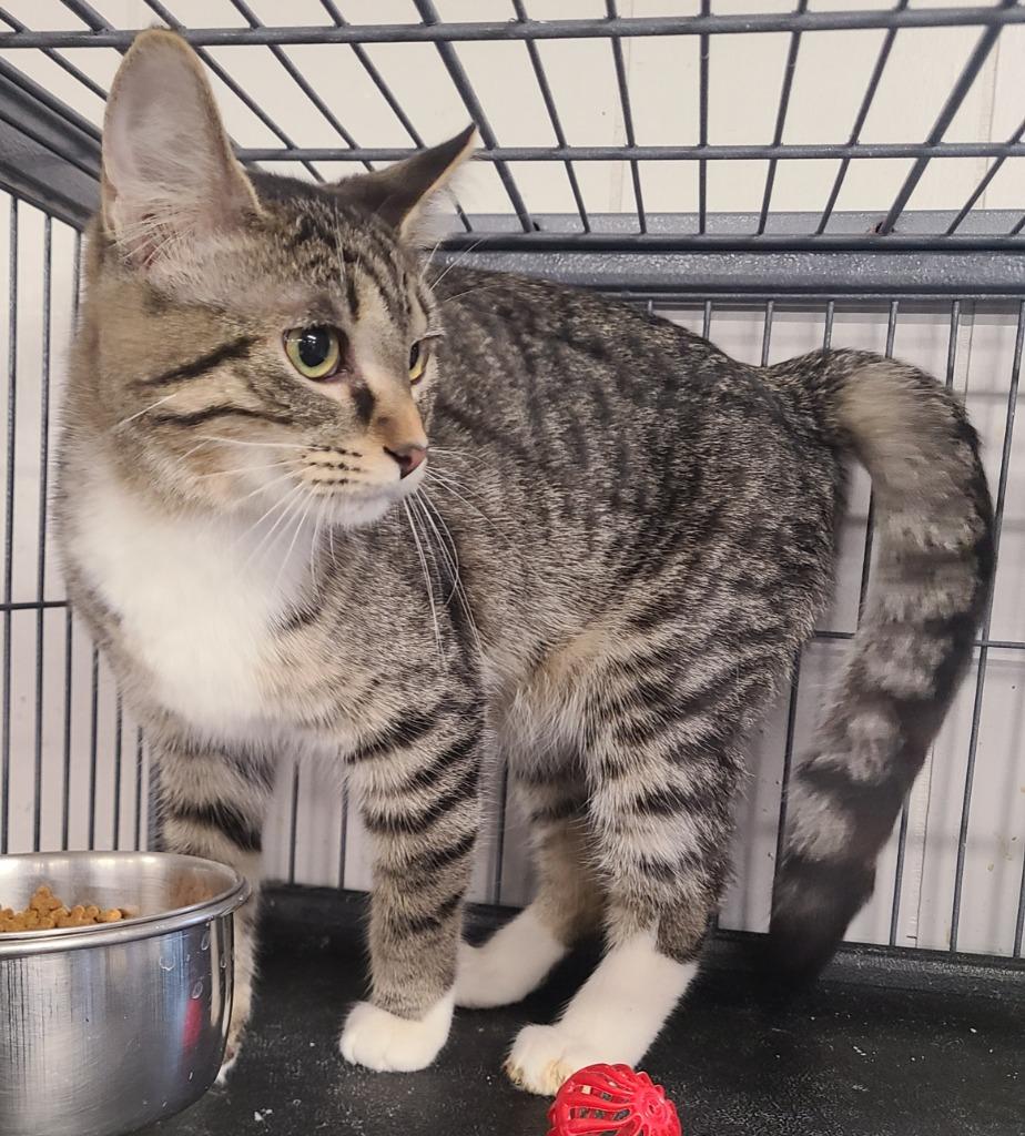 Dawn, a Adoptable mixed breed in Portland, IN image 3/4