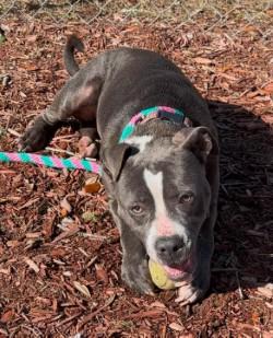 Jane, Adoptable, Adult Female Pit Bull Terrier.