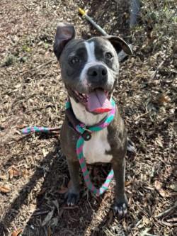 Enlarge Jane, a Adoptable Pit Bull Terrier in Green Cove Springs, FL image 3/4