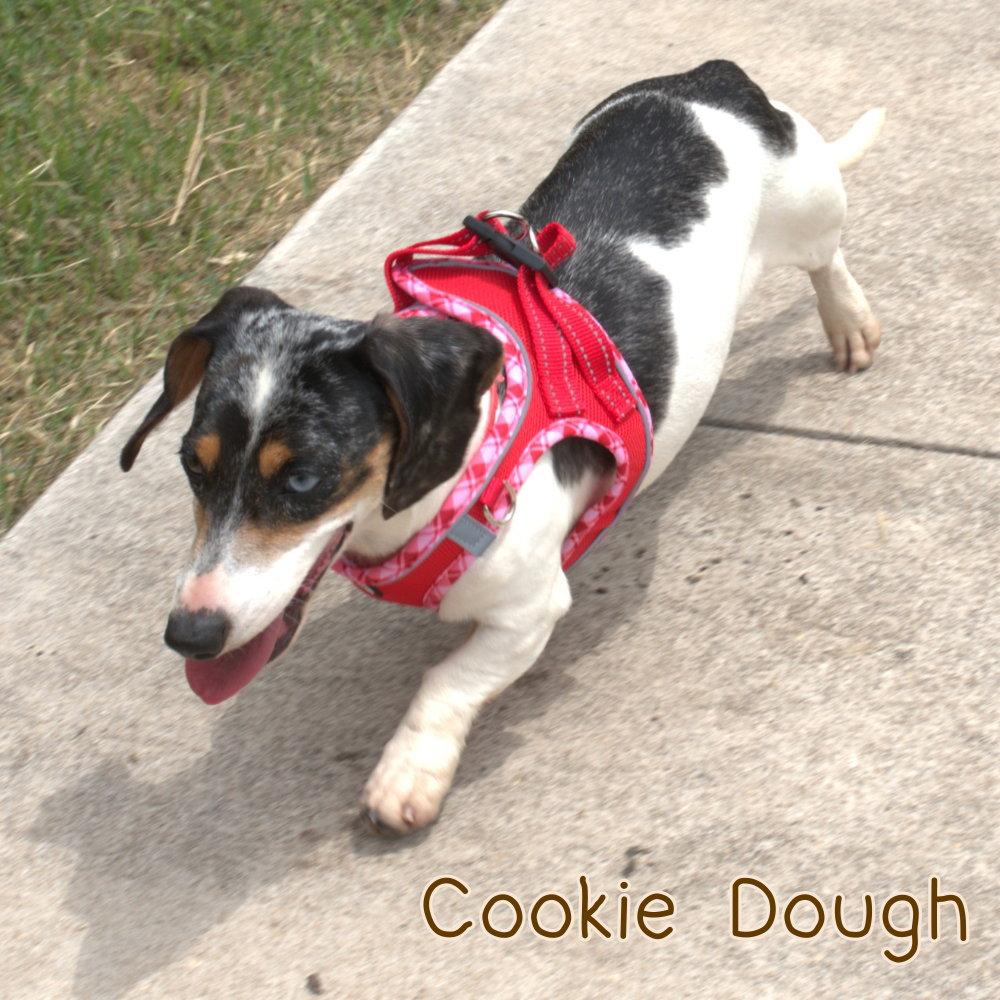 Cookie Dough, Adoptable, Adult Female Dachshund.