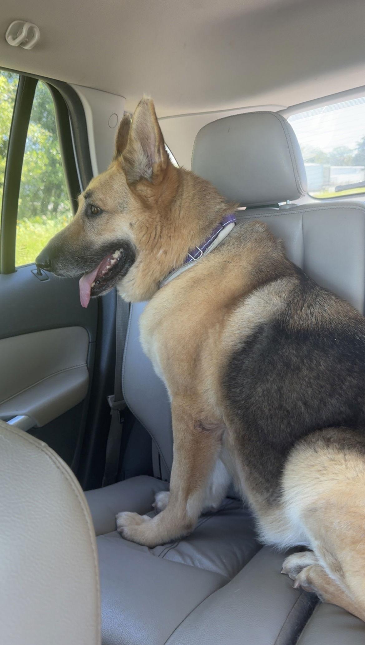 Remi, Adopted, Adult Female German Shepherd Dog.