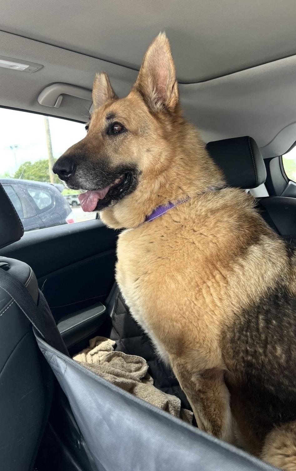 Enlarge Remi, a Adopted German Shepherd Dog in Palm Harbor, FL image 2/2